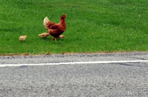 Juego chicken road - Descubre el secreto de la famosa carretera de pollo en España